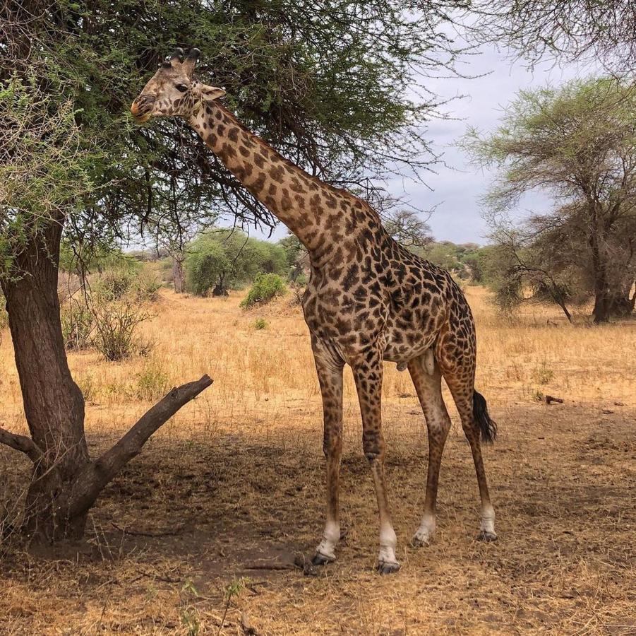 Amboseli Cultural Camping Εξωτερικό φωτογραφία